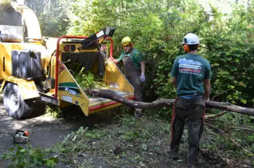 tree services West Lealman